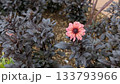 一輪のピンクの花 133793966