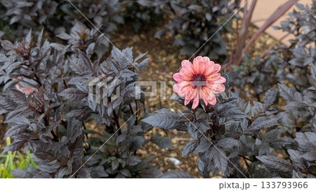 一輪のピンクの花 133793966