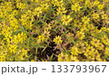満開の黄色い花 133793967