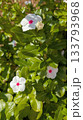 白いニチニチソウの花 133793968