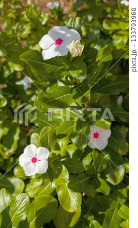 白いニチニチソウの花 白いニチニチソウの花 133793968