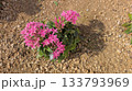 春の訪れを告げるピンクの花 133793969