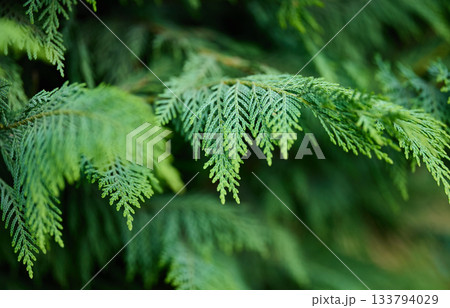 Detailed view of lush green conifer leaves outdoors. Detailed view of lush green conifer leaves outdoors. 133794029