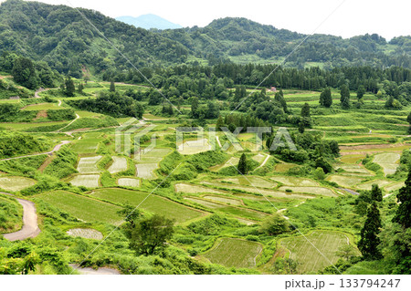 新潟県十日町市松之山星峠の棚田霧も晴れた棚田 133794247