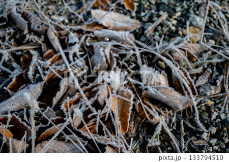 霜の降りた朝の風景　氷点下 133794510