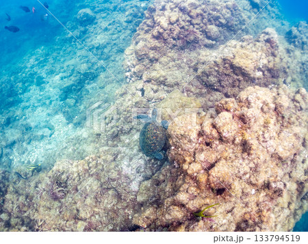 ゆったり泳ぐアオウミガメ。他の群れ。 ヒリゾ浜 静岡県伊豆半島南伊豆町中木-2025 日本有数 133794519