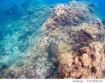 ゆったり泳ぐアオウミガメ。他の群れ。 ヒリゾ浜 静岡県伊豆半島南伊豆町中木-2025 日本有数 133794520