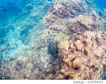 ゆったり泳ぐアオウミガメ。他の群れ。 ヒリゾ浜 静岡県伊豆半島南伊豆町中木-2025 日本有数 133794521