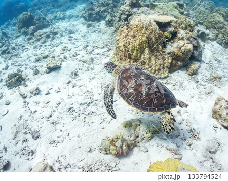 ゆったり泳ぐアオウミガメ。他の群れ。 ヒリゾ浜 静岡県伊豆半島南伊豆町中木-2025 日本有数 133794524