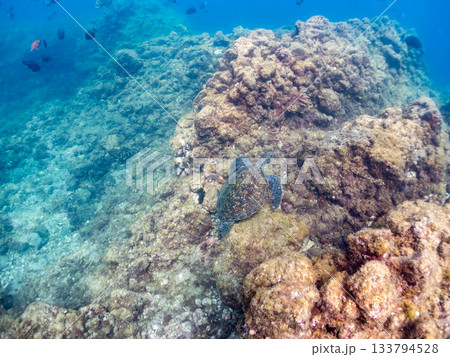ゆったり泳ぐアオウミガメ。他の群れ。 ヒリゾ浜 静岡県伊豆半島南伊豆町中木-2025 日本有数 133794528