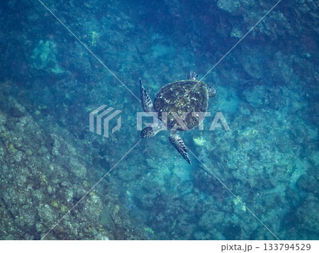 ゆったり泳ぐアオウミガメ。他の群れ。 ヒリゾ浜 静岡県伊豆半島南伊豆町中木-2025 日本有数 133794529