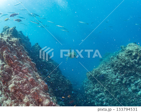 ゆったり泳ぐアオウミガメ。他の群れ。 ヒリゾ浜 静岡県伊豆半島南伊豆町中木-2025 日本有数 133794531