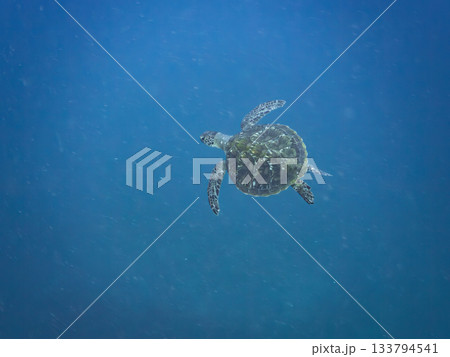 ゆったり泳ぐアオウミガメ。他の群れ。 ヒリゾ浜 静岡県伊豆半島南伊豆町中木-2025 日本有数 133794541
