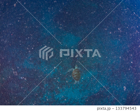 ゆったり泳ぐアオウミガメ。他の群れ。 ヒリゾ浜 静岡県伊豆半島南伊豆町中木-2025 日本有数 133794543