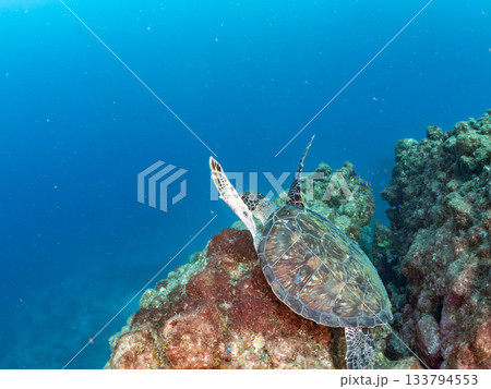 ゆったり泳ぐアオウミガメ。他の群れ。 ヒリゾ浜 静岡県伊豆半島南伊豆町中木-2025 日本有数 133794553