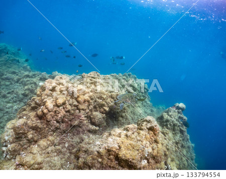 ゆったり泳ぐアオウミガメ。他の群れ。 ヒリゾ浜 静岡県伊豆半島南伊豆町中木-2025 日本有数 133794554