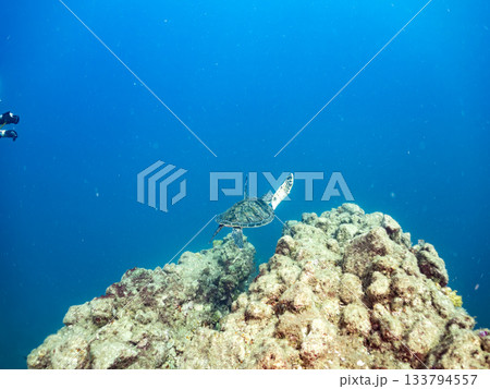 ゆったり泳ぐアオウミガメ。他の群れ。 ヒリゾ浜 静岡県伊豆半島南伊豆町中木-2025 日本有数 133794557