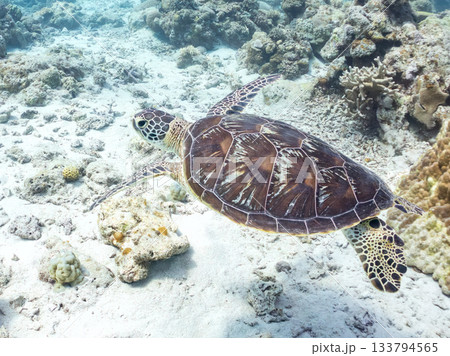 ゆったり泳ぐアオウミガメ。他の群れ。 ヒリゾ浜 静岡県伊豆半島南伊豆町中木-2025 日本有数 133794565