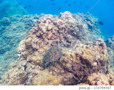ゆったり泳ぐアオウミガメ。他の群れ。 ヒリゾ浜 静岡県伊豆半島南伊豆町中木-2025 日本有数 ゆったり泳ぐアオウミガメ。他の群れ。 ヒリゾ浜 静岡県伊豆半島南伊豆町中木-2025 日本有数 133794567