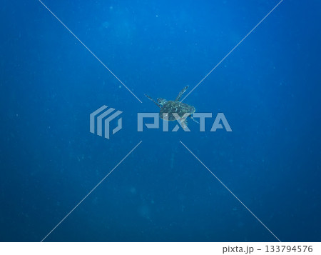 ゆったり泳ぐアオウミガメ。他の群れ。 ヒリゾ浜 静岡県伊豆半島南伊豆町中木-2025 日本有数 133794576