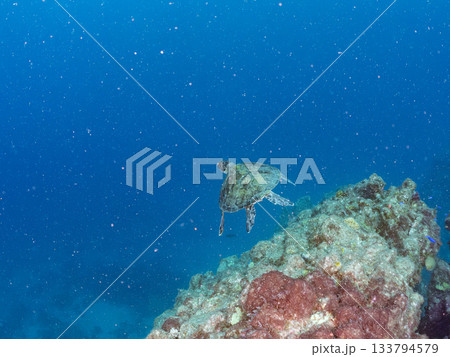 ゆったり泳ぐアオウミガメ。他の群れ。 ヒリゾ浜 静岡県伊豆半島南伊豆町中木-2025 日本有数 133794579