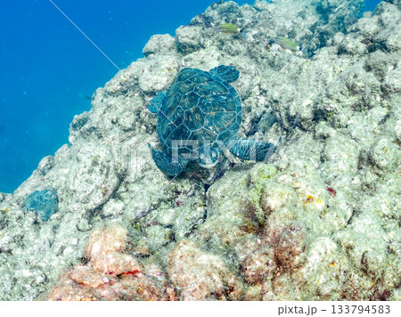 ゆったり泳ぐアオウミガメ。他の群れ。 ヒリゾ浜 静岡県伊豆半島南伊豆町中木-2025 日本有数 133794583