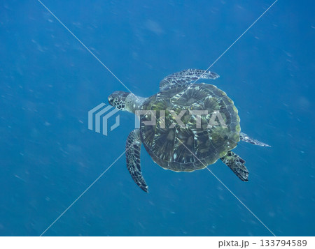 ゆったり泳ぐアオウミガメ。他の群れ。 ヒリゾ浜 静岡県伊豆半島南伊豆町中木-2025 日本有数 133794589
