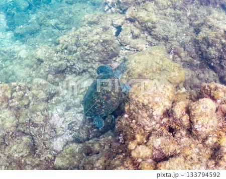 ゆったり泳ぐアオウミガメ。他の群れ。 ヒリゾ浜 静岡県伊豆半島南伊豆町中木-2025 日本有数 133794592