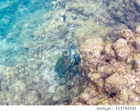 ゆったり泳ぐアオウミガメ。他の群れ。 ヒリゾ浜 静岡県伊豆半島南伊豆町中木-2025 日本有数 133794595
