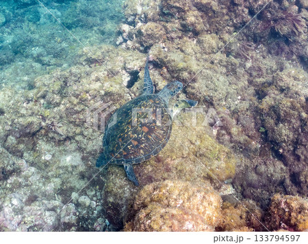 ゆったり泳ぐアオウミガメ。他の群れ。 ヒリゾ浜 静岡県伊豆半島南伊豆町中木-2025 日本有数 133794597