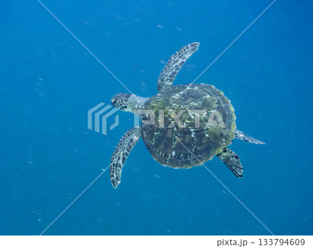ゆったり泳ぐアオウミガメ。他の群れ。 ヒリゾ浜 静岡県伊豆半島南伊豆町中木-2025 日本有数 133794609