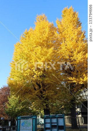 晩秋の上野公園の銀杏 晩秋の上野公園の銀杏 133794666