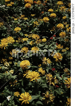 Organic real photo taken by hand yellow zinnia floral field bush natural cozy sunny day aesthetics Organic real photo taken by hand yellow zinnia floral field bush natural cozy sunny day aesthetics 133794677