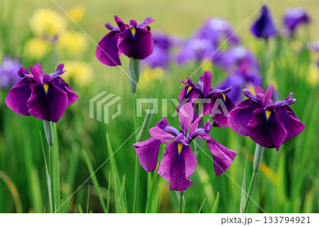 北海道苫小牧市、錦大沼ハナショウブ園で咲き誇るハナショウブ【7月】 北海道苫小牧市、錦大沼ハナショウブ園で咲き誇るハナショウブ【7月】 133794921