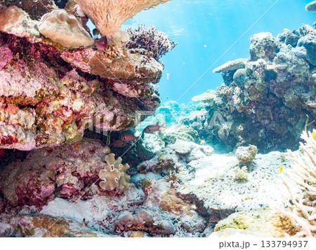 ツノダシ、アカマツカサ他群れ。美しいサンゴ礁と熱帯魚の群れ。 安室島沖縄県 島尻郡慶良間諸島座間味島 133794937