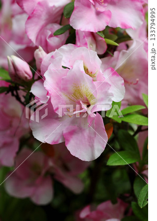 アザレア アザレア 133794995