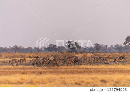 A herd of Zebras roaming the Okavango Delta 133794998