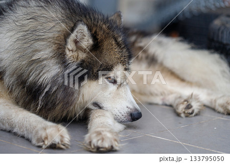 Close-up of Siberian Husky a wet fluffy dog with calm expression Close-up of Siberian Husky a wet fluffy dog with calm expression 133795050