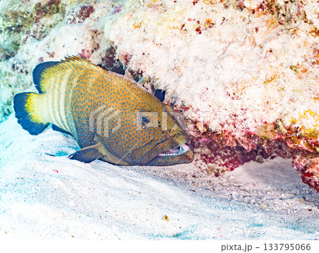 大きなアオノメハタ。美しいサンゴ礁と熱帯魚の群れ。 嘉比島沖縄県 島尻郡慶良間諸島座間味島-2025 133795066