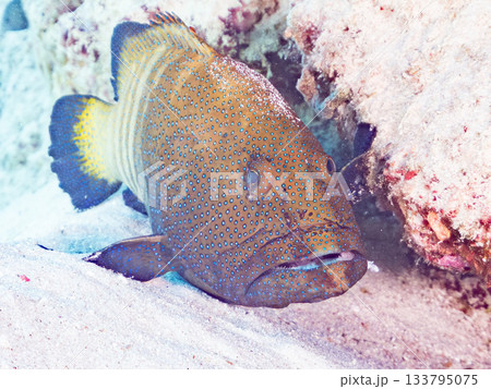 大きなアオノメハタ。美しいサンゴ礁と熱帯魚の群れ。 嘉比島沖縄県 島尻郡慶良間諸島座間味島-2025 133795075