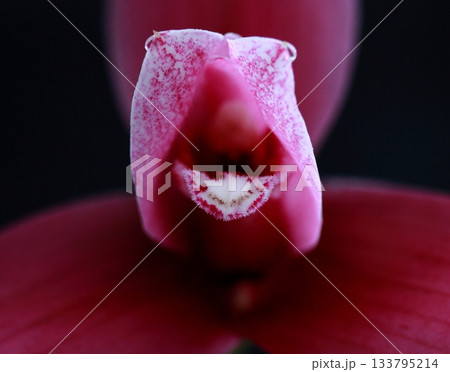 ピンク色の洋蘭リカステ・クローズアップ 133795214