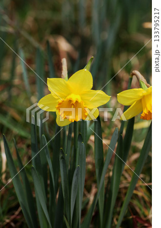 スイセンの花 スイセンの花 133795217