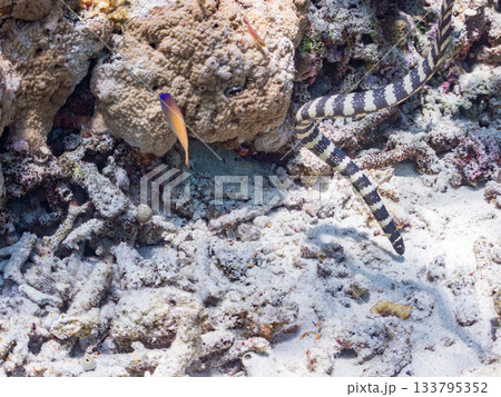美しいエラブウミヘビ。美しいサンゴ礁と熱帯魚の群れ。 嘉比島安室島沖縄県 島尻郡慶良間諸島座間味島 133795352