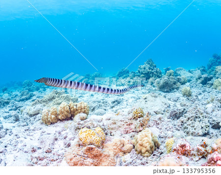 美しいエラブウミヘビ。美しいサンゴ礁と熱帯魚の群れ。 嘉比島安室島沖縄県 島尻郡慶良間諸島座間味島 133795356