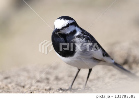 ハクセキレイ 133795395