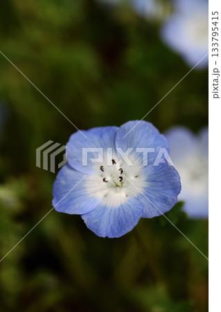 ネモフィラの花 133795415