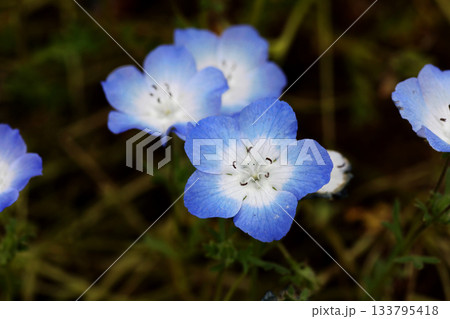 ネモフィラの花 133795418