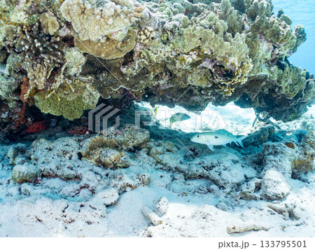 モンツキアカヒメジ、ニセクロホシフエダイ他群れ。美しいサンゴ礁と熱帯魚の群れ。 嘉比島沖縄県 島尻郡 133795501