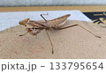 茶色のカマキリ 133795654