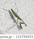 壁で日光に当って休息しているカマキリ 133795655